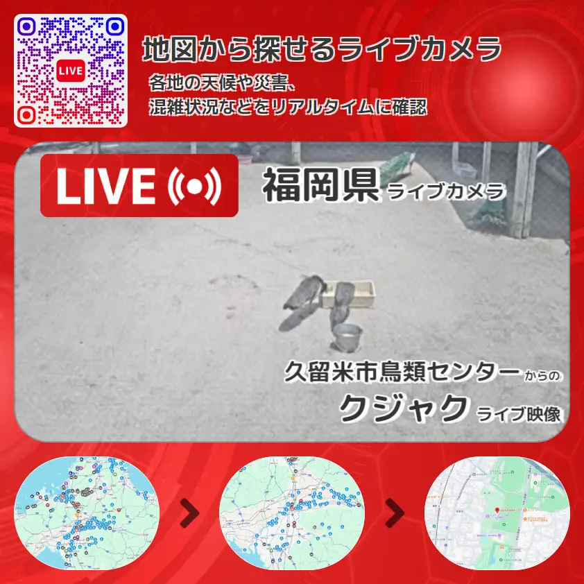 福岡県 「クジャク」ライブ映像（久留米市鳥類センター 設置カメラ） ライブカメラ 監視カメラ
