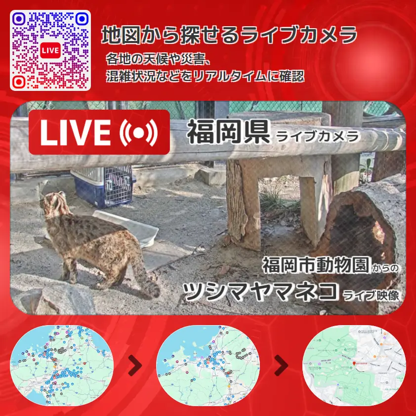 福岡県 「ツシマヤマネコ」ライブ映像(福岡市動物園 設置カメラ) ライブカメラ 監視カメラ