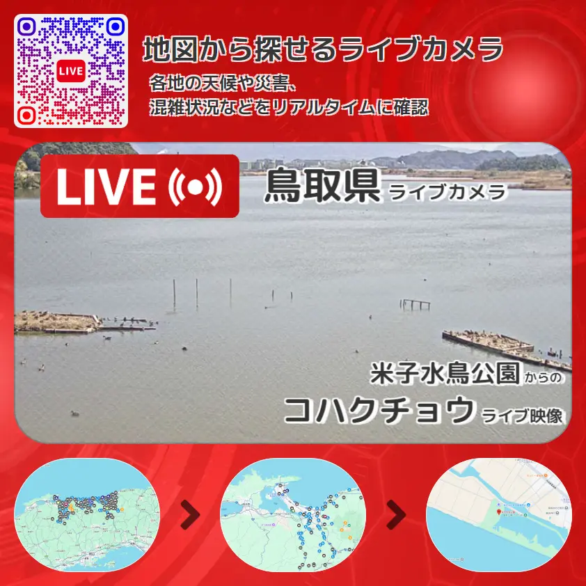 鳥取県 「コハクチョウ」ライブ映像(米子水鳥公園 設置カメラ) ライブカメラ 監視カメラ